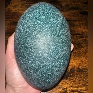 Emu Egg (Hollowed Out)